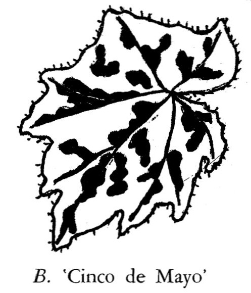 B. ‘Cinco de Mayo’